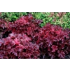 Heuchera 'Midnight Ruffles'