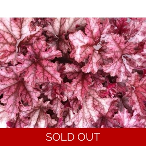 Heuchera 'Morello'