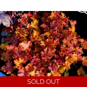 Heuchera 'Peach Crisp'