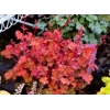 Heuchera 'Peach Crisp'