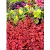 Heuchera 'Peach Crisp'