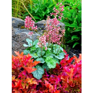 Heuchera 'Peppermint' Cutie series