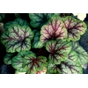 Heuchera 'Picasso' Master painter