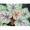 Heuchera 'Picasso' Master painter