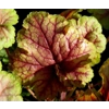 Heuchera 'Picasso' Master painter