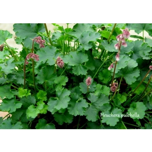 Heuchera pulchella