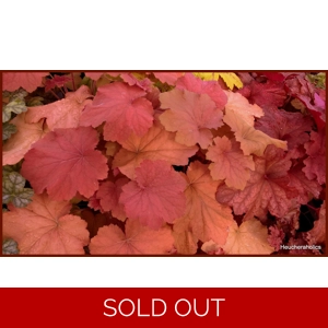 Heuchera 'Mega Caramel'