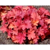 Heuchera 'Rio'
