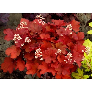 Heuchera 'Rio'