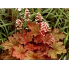 Heuchera 'Rio'