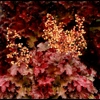 Heuchera 'Root Beer'