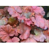 Heuchera 'Root Beer'