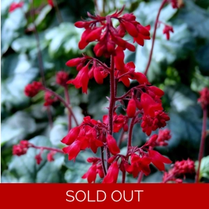 Heuchera 'Ruby Bells'