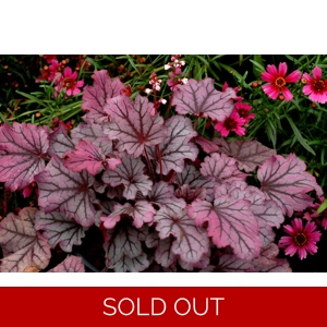 Heuchera 'Sugar Berry' Cutie series