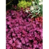 Heuchera 'Sugar Berry' Cutie series