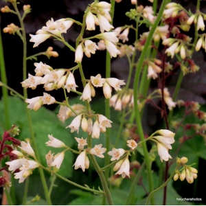 Heuchera 'White Cloud'