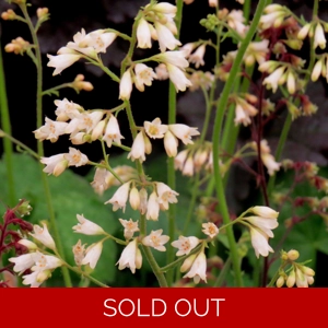 Heuchera 'White Cloud'
