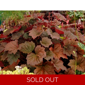 Heuchera 'Walnut'