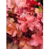Heuchera 'Red Sea'