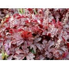 Heucherella 'Gunsmoke'