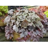 Heucherella 'Gunsmoke'