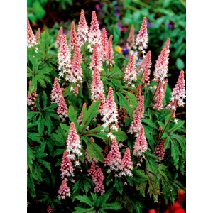 Tiarella 'Pink Skyrocket'