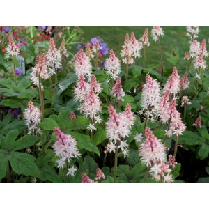 Tiarella 'Spring Symphony'