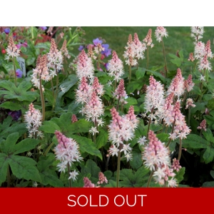 Tiarella 'Spring Symphony'