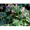 Tiarella 'Sugar and Spice'
