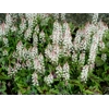 Tiarella 'Sugar and Spice'