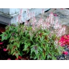 Tiarella 'Sugar and Spice'
