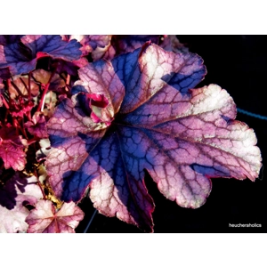 Heuchera 'Blackberry Jam'
