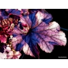 Heuchera 'Blackberry Jam'
