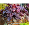 Heuchera 'Blackberry Jam'