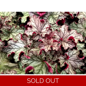 Heuchera 'Magic Flute'