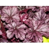 Heuchera 'Blackberry Jam'