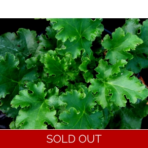 Heuchera 'Bright and Breezy'