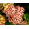 Heuchera 'Encore'