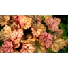 Heuchera 'Encore'
