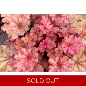 Heuchera 'Ginger Peach'