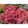 Heuchera 'Ginger Peach'