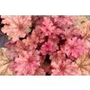 Heuchera 'Ginger Peach'