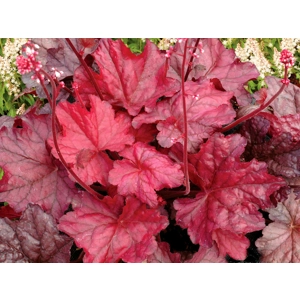 Heuchera 'Fire Chief'