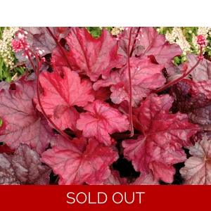 Heuchera 'Fire Chief'