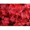 Heuchera 'Fire Chief'