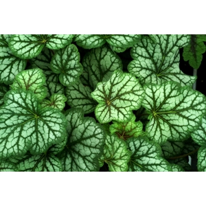 Heuchera 'Green Spice'