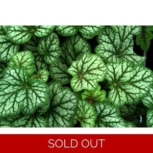 Heuchera 'Green Spice'