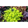 Heuchera 'Lime Marmalade'