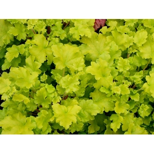 Heuchera 'Lime Marmalade'