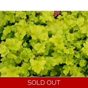 Heuchera 'Lime Marmalade'